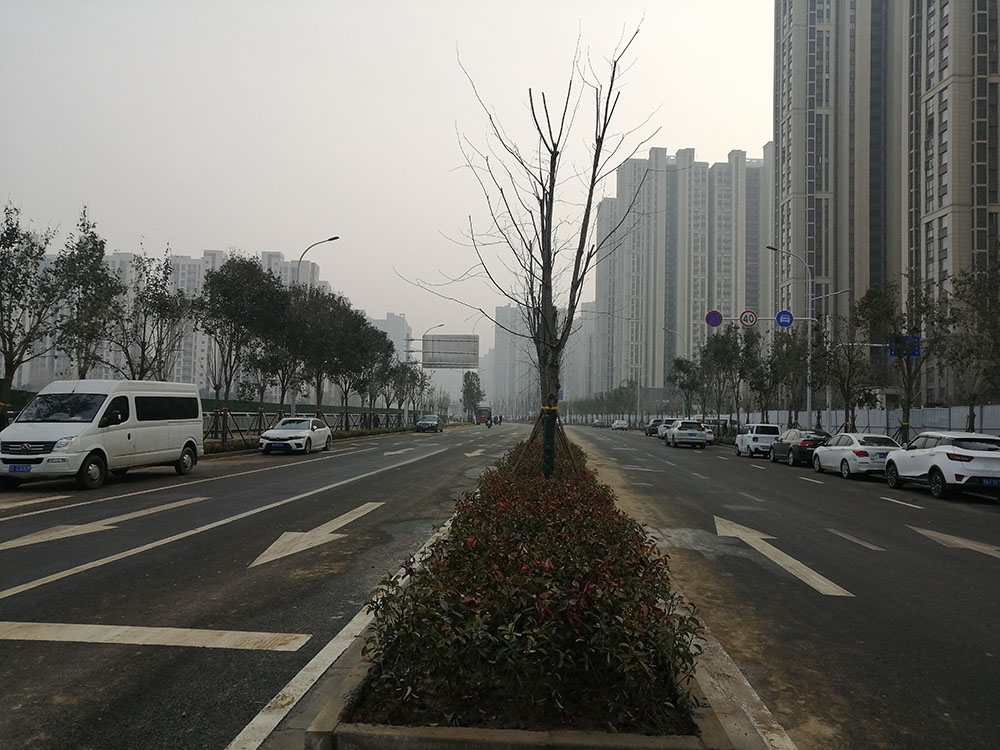 特事特辦、創(chuàng)造速度奇跡 --洛達(dá)路（中原路-穎河路）綠化工程完工